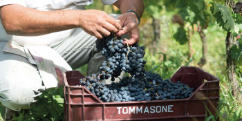 Vendemmia con noi - cantine tommasone