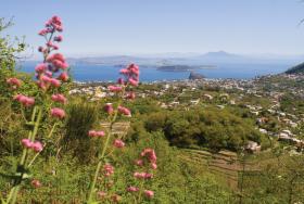 Panorama_sul_golfo_dalla_tenuta_del_cannavale