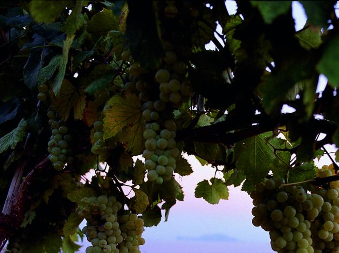 cantine-pietratorcia